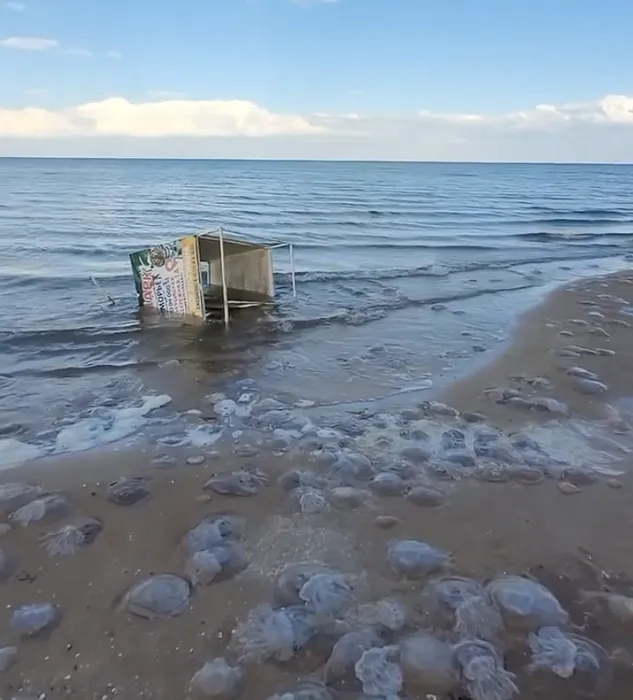 Жители Кучугур пожаловались на нашествие медуз у берегов Азовского моря