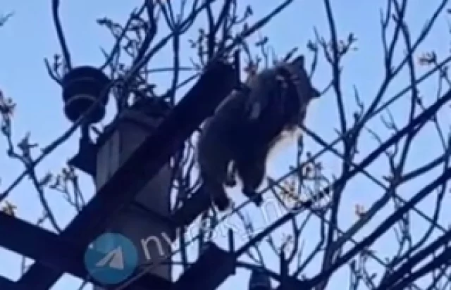 Кубанские ветеринары спасли пострадавшего в ДТП енота